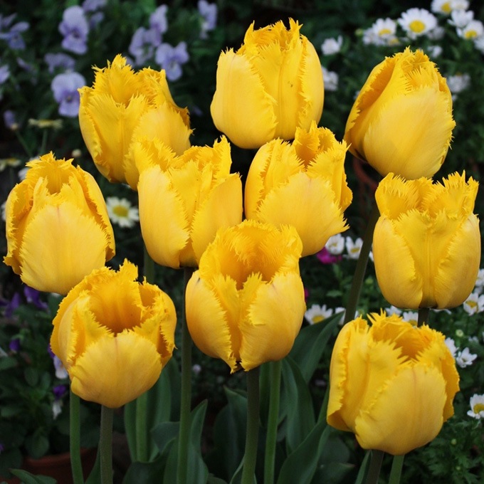 チューリップ球根 ピンクインプレッション 5球セット 球根秋植え 栽培 春に咲く 花 花壇 趣味 園芸 ガーデニング 秋に植える 庭 ベランダ ガーデニング 球根 種 ガーデン用品屋さん