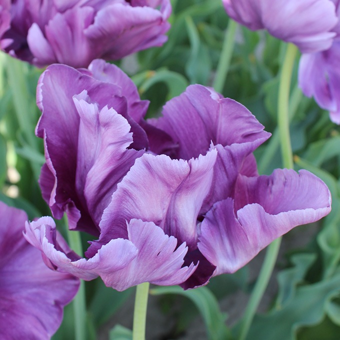 チューリップ球根 ピンクインプレッション 5球セット 球根秋植え 栽培 春に咲く 花 花壇 趣味 園芸 ガーデニング 秋に植える 庭 ベランダ ガーデニング 球根 種 ガーデン用品屋さん