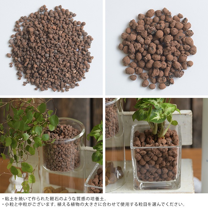 148円 【SALE／55%OFF】 ハイドロカルチャー 水耕栽培 おしゃれ インテリア 室内 かわいい 植物