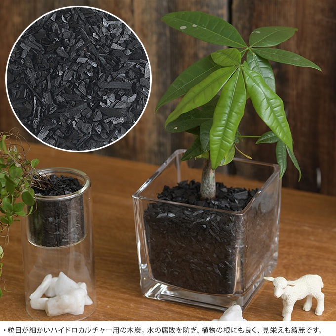 ハイドロカルチャー 木炭 クリアボックス 170ml 水耕栽培 ブラックスミ 殺菌効果 根腐れ防止 室内 インテリア 黒 消臭効果 すべての商品 ガーデン用品屋さん ハイドロカルチャー 木炭 クリアボックス 170ml 水耕栽培 ブラックスミ 殺菌効果 根腐れ防止 室内 インテリア 黒 消臭効果 すべての商品 ガーデン用品屋さん