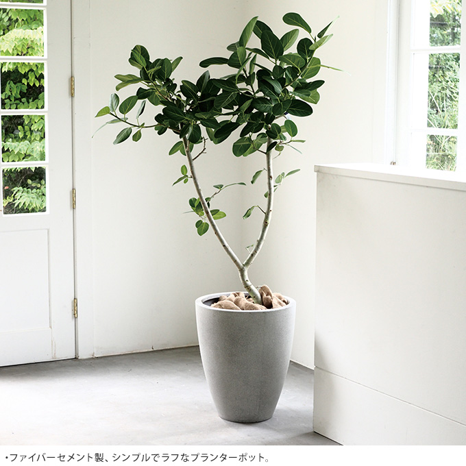 プランター 大型 鉢 大きい コンクリート鉢 アッシュ ラウンド 直径33cm 丸い コンクリート セメント 植木鉢 シンプル 花器 大きな ベランダ  室内 | グリーン/ガーデニング,プランター、ポット、鉢カバー、受皿 | Nester