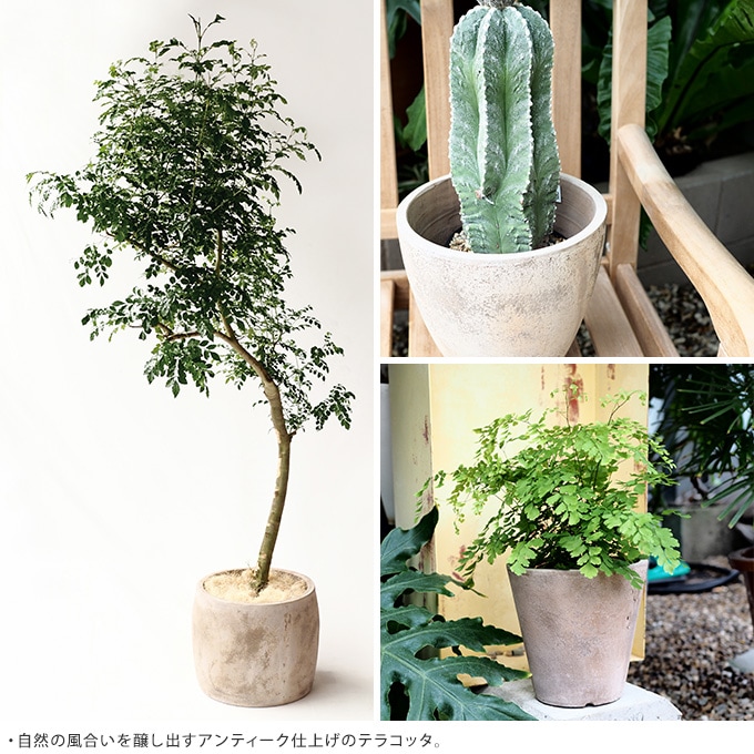 植木鉢 大型プランター マグナム ラウンド 83 鉢、プランター | www