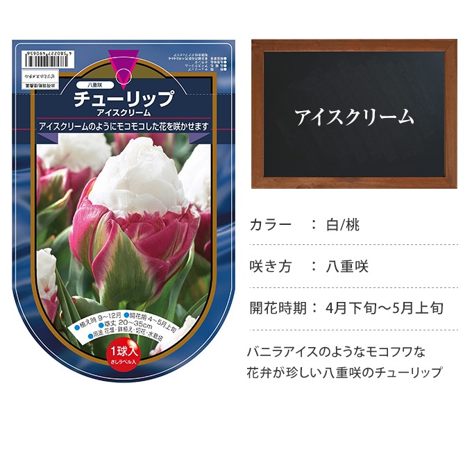 チューリップ球根 アイスクリーム 2球セット 球根 チューリップ秋植え 栽培 花壇 趣味 園芸 ガーデニング キュウコン 初心者 オススメ 秋に植える 春に咲く ガーデニング 球根 種 ガーデン用品屋さん