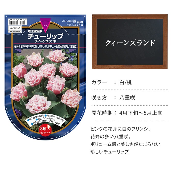 チューリップ球根 クィーンズランド（3球セット） 球根 チューリップ秋植え 栽培/花壇 趣味 園芸/ガーデニング キュウコン/初心者  オススメ/秋に植える/春に咲く/ | ガーデニング,球根・種 | ガーデン用品屋さん