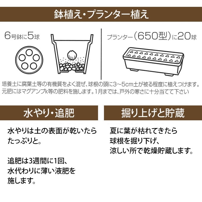 チューリップ球根 クィーンズランド（3球セット） 球根 チューリップ秋植え 栽培/花壇 趣味 園芸/ガーデニング キュウコン/初心者  オススメ/秋に植える/春に咲く/ | ガーデニング,球根・種 | ガーデン用品屋さん