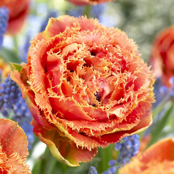 チューリップ球根 センシャルタッチ 3球セット 球根 チューリップ秋植え 栽培 花壇 趣味 園芸 ガーデニング キュウコン 初心者 オススメ 秋に 植える 春に咲く ガーデニング 球根 種 ガーデン用品屋さん