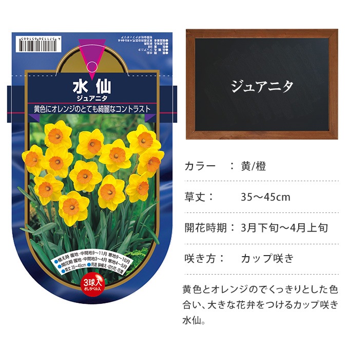 水仙 球根 ジュアニタ 3球セット 秋植え 球根 栽培花壇 趣味 園芸