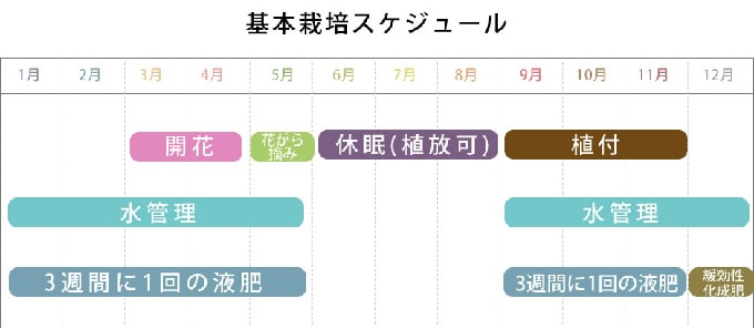 水仙 球根 タリア 3球セット 秋植え 球根 栽培花壇 趣味 園芸 ガーデニング 庭 花 植物 ガーデニング 球根 種 ガーデン用品屋さん