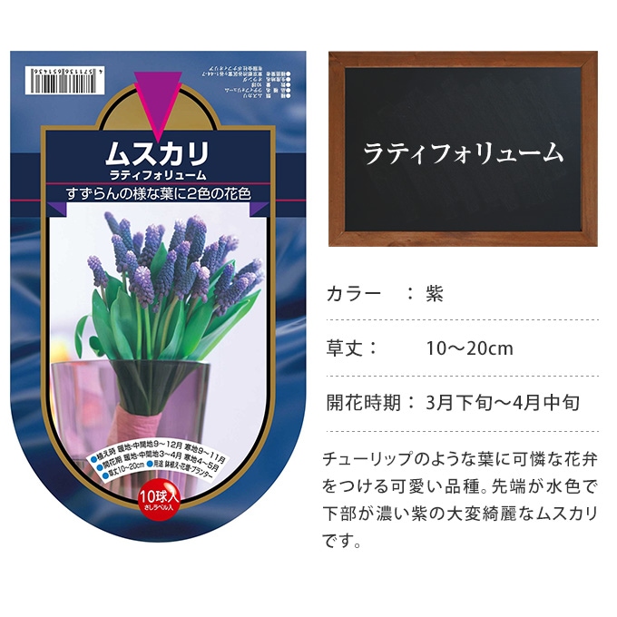 ムスカリ 球根 ラティフォリューム 10球セット 秋植え 球根 栽培花壇 趣味 園芸/ガーデニング/庭 花 植物/ | ガーデニング,球根・種 |  ガーデン用品屋さん