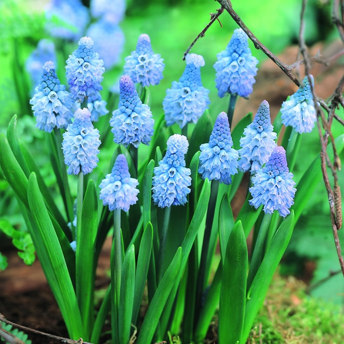 ムスカリ 球根 タッチオブスノー 5球セット 秋植え 球根 栽培花壇 趣味 園芸/ガーデニング/庭 花 植物/ | ガーデニング,球根・種 |  ガーデン用品屋さん