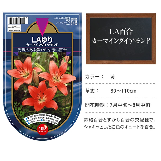 LA百合 球根 カーマインダイアモンド 2球セット 秋植え 球根 栽培花壇