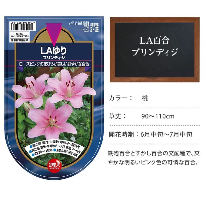 La百合 球根 ブリンディジ 2球セット 秋植え 球根 栽培花壇 趣味 園芸 ガーデニング 庭 花 植物 ガーデニング 球根 種 ガーデン用品屋さん