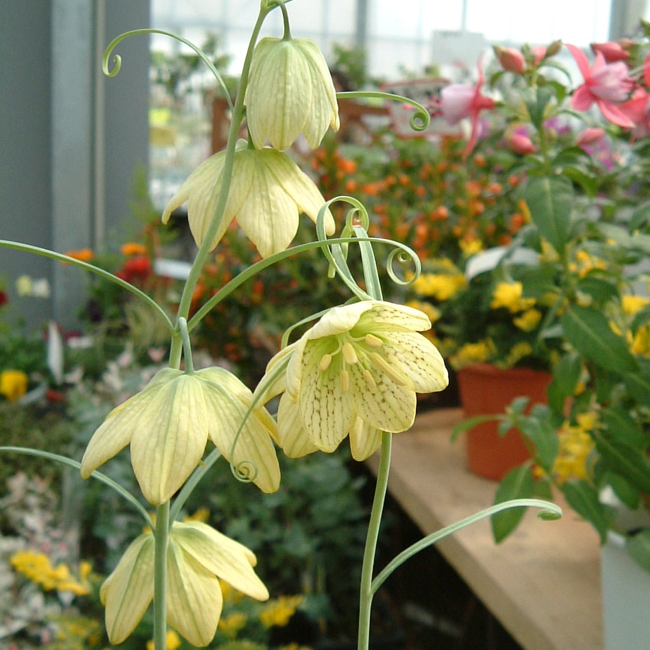 百合 球根 貝母百合 2球セット 秋植え 球根 栽培花壇 趣味 園芸 ガーデニング 庭 花 植物 ガーデニング 球根 種 ガーデン用品屋さん