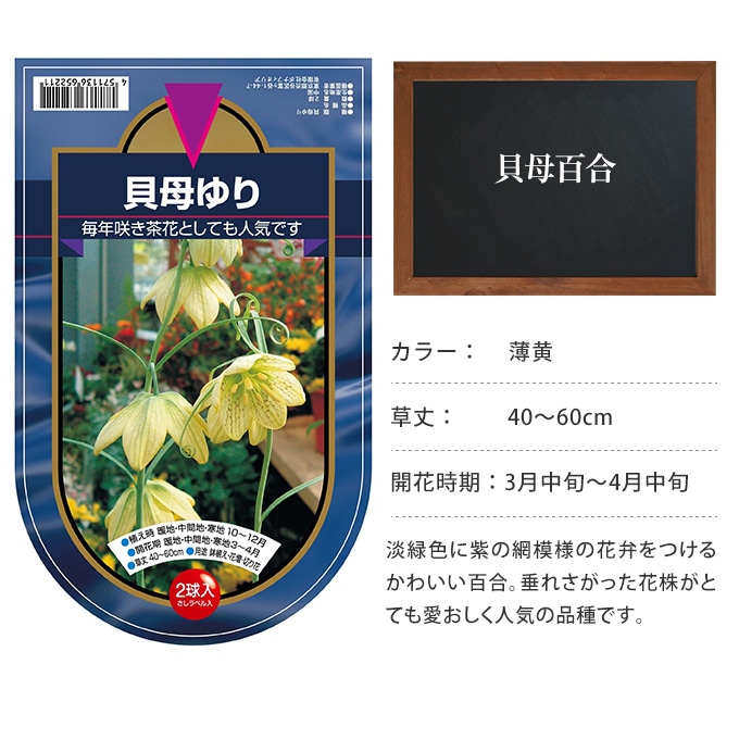 百合 球根 貝母百合 2球セット 秋植え 球根 栽培花壇 趣味 園芸 ガーデニング 庭 花 植物 ガーデニング 球根 種 百合 ガーデン用品屋さん