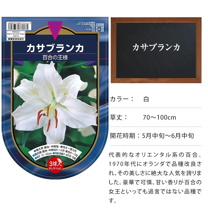 オリエンタル百合 球根 カサブランカ 秋植え 球根 栽培花壇 趣味 園芸 ガーデニング 庭 花 植物 ガーデニング 球根 種 ガーデン用品屋さん