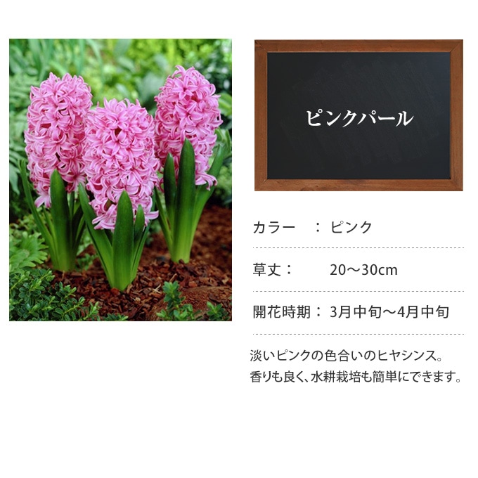 球根 秋植え ヒヤシンス ピンクパール 3球セット 秋 植え花/園芸/ガーデニング/植物/庭/ベランダ/ | ガーデニング,球根・種 |  ガーデン用品屋さん