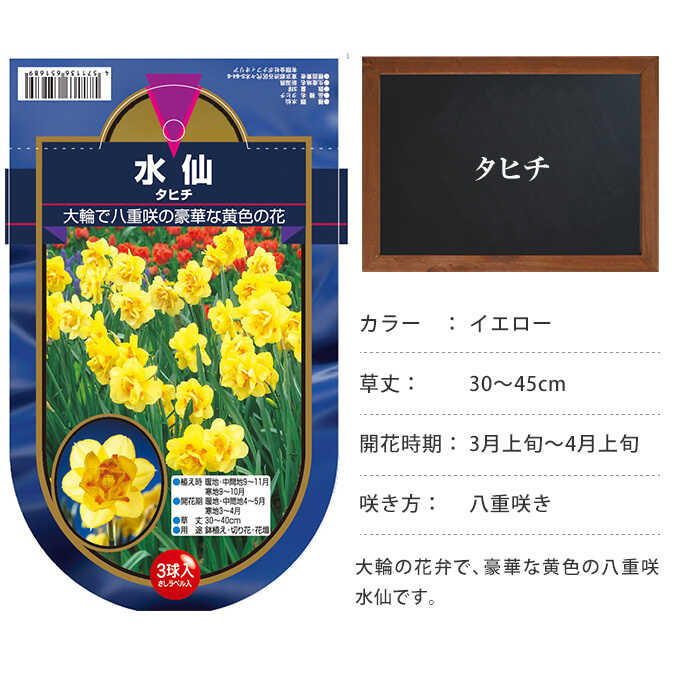 水仙球根 タヒチ 3球セット 球根秋植え 栽培 春に咲く 花 花壇 趣味 園芸 ガーデニング 秋に植える 庭 ベランダ ガーデニング 球根 種 ガーデン用品屋さん