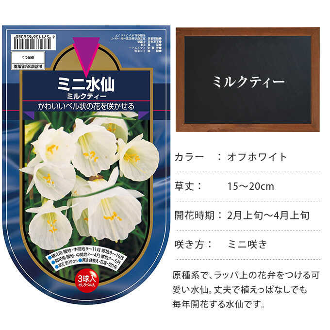 水仙球根 バルボコジューム ミルクティー 3球セット 球根秋植え 栽培 春に咲く 花 花壇 趣味 園芸 ガーデニング 秋に植える 庭 ベランダ ガーデニング 球根 種 ガーデン用品屋さん