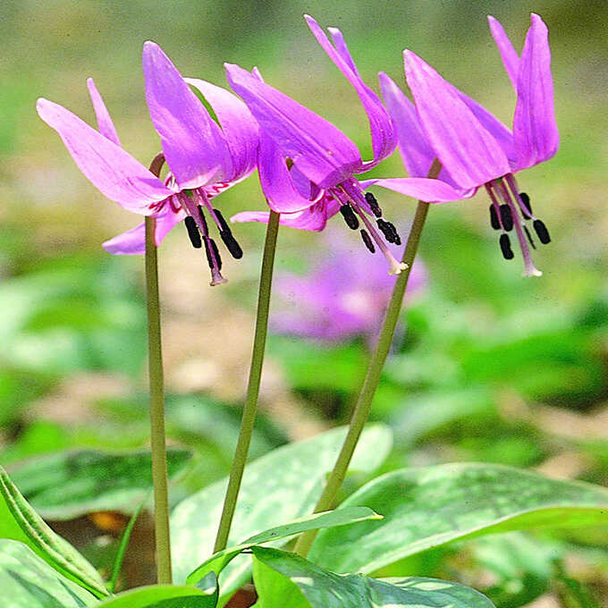 球根 ユリ科 日本カタクリ (3球セット) 球根秋植え 栽培/春に咲く 花