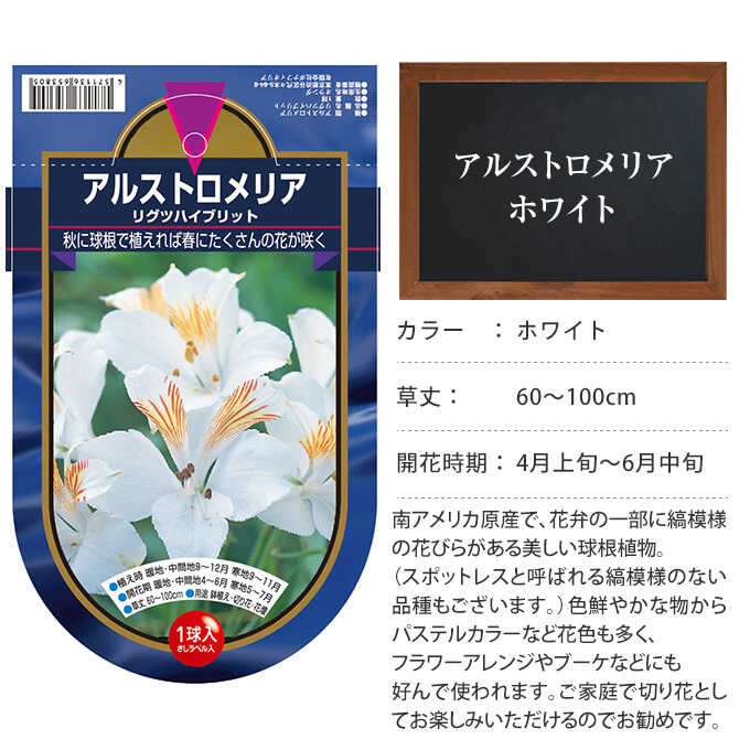 アルストロメリア ホワイト 球根秋植え 栽培 春に咲く 花 花壇 趣味 園芸 ガーデニング 秋に植える 庭 ベランダ ガーデニング 球根 種 ガーデン用品屋さん