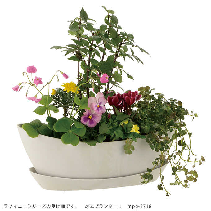 半額】 プラスチック 受け皿 専用ソーサー ラフィニー オーバル S 専用受け皿皿/ソーサー/プラ/ | ガーデニング,プランター鉢・ポット |  ガーデン用品屋さん