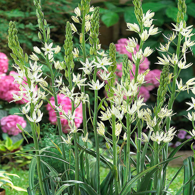 球根 秋植え ユリ科 カマシア レイヒトリニー アルバ 1球入り 秋植え 園芸 花 春に咲く 花壇 庭 ベランダ ガーデニング 球根 種 ガーデン用品屋さん