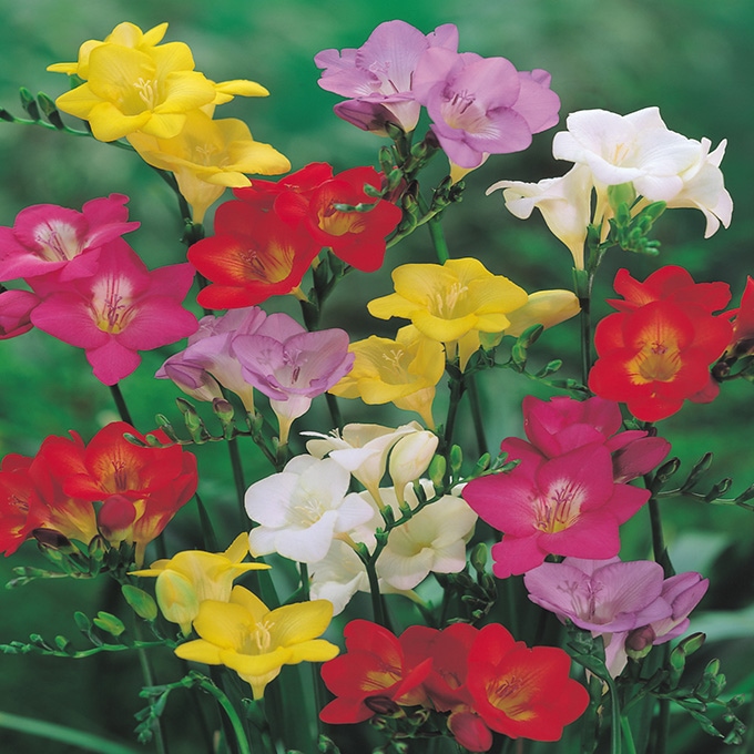 球根 秋植え アヤメ科 フリージア 一重混合 7球入り 秋植え 園芸 花 春に咲く 花壇 庭 ベランダ すべての商品 ガーデン用品屋さん