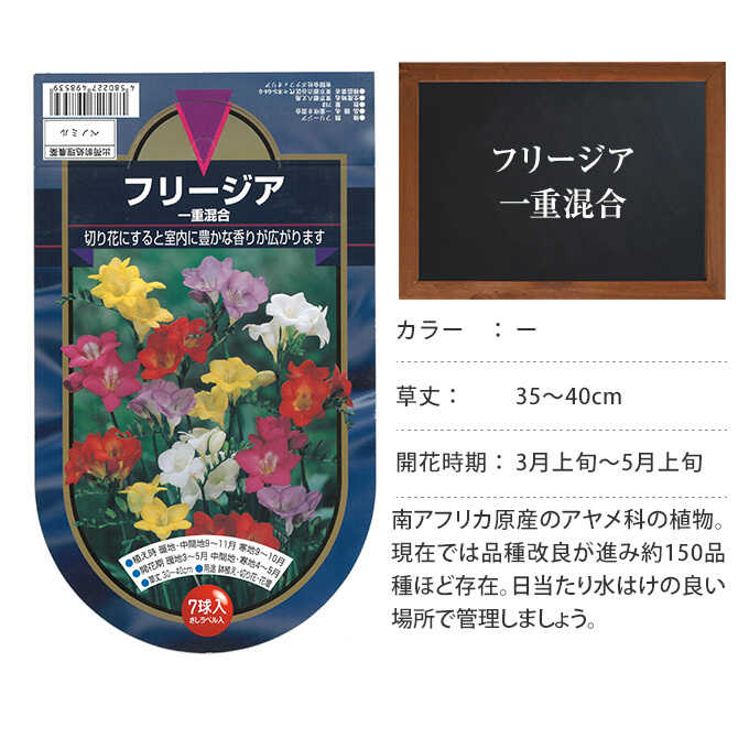 球根 秋植え アヤメ科 フリージア 一重混合 7球入り 秋植え 園芸 花 春に咲く 花壇 庭 ベランダ すべての商品 ガーデン用品屋さん