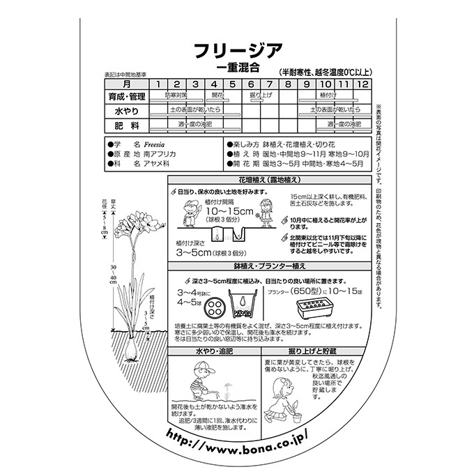 球根 秋植え アヤメ科 フリージア 一重混合 7球入り 秋植え 園芸 花 春に咲く 花壇 庭 ベランダ ガーデニング 球根 種 ガーデン用品屋さん