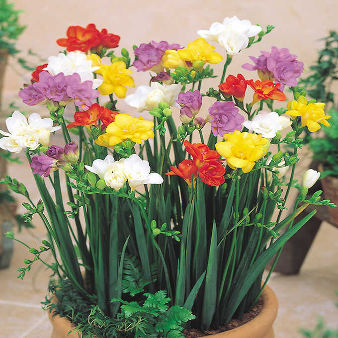 球根 秋植え アヤメ科 フリージア 八重混合 7球入り 秋植え 園芸 花 春に咲く 花壇 庭 ベランダ ガーデニング ガーデン用品屋さん