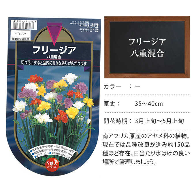 球根 秋植え アヤメ科 フリージア 八重混合 7球入り 秋植え 園芸 花 春に咲く 花壇 庭 ベランダ ガーデニング ガーデン用品屋さん