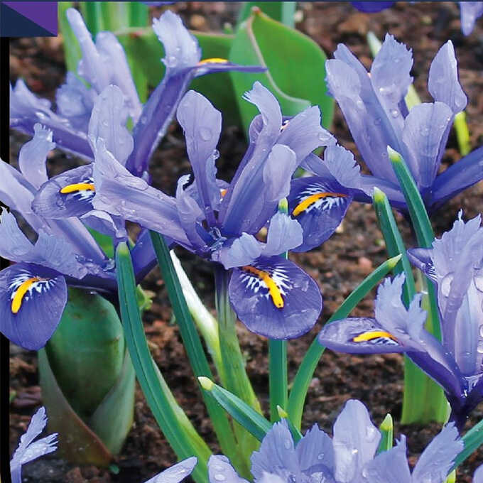 球根 秋植え アヤメ科 ミニアイリス ハーモニー 6球セット 秋植え 園芸 花 春に咲く 花壇 庭 ベランダ すべての商品 ガーデン用品屋さん
