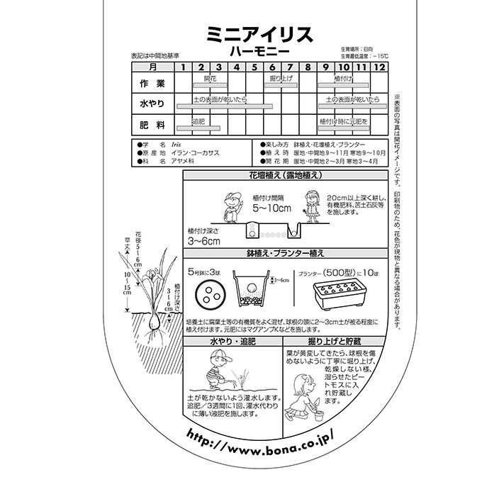 球根 秋植え アヤメ科 ミニアイリス ハーモニー 6球セット 秋植え 園芸 花 春に咲く 花壇 庭 ベランダ すべての商品 ガーデン用品屋さん