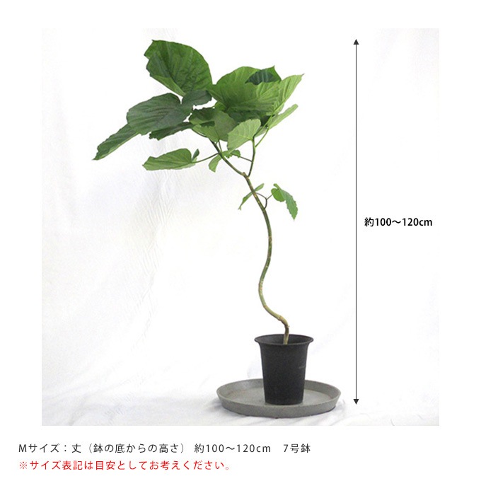 観葉植物 ウンベラータ M 植物インテリア/室内/植木/プレゼント/ギフト