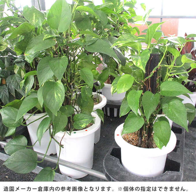 観葉植物 ポトス M 植物インテリア/室内/植木/プレゼント/ギフト