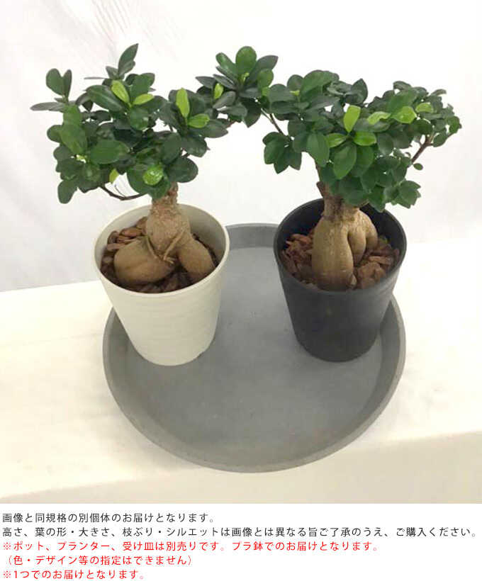 観葉植物 ガジュマル S 5号鉢 植物 5号 インテリア 室内 リビング 屋外 ベランダ 植木 玄関 庭 テラス オフィス 人気 育てやすい グリーン  緑 葉 | グリーン/ガーデニング,観葉植物 | Nester