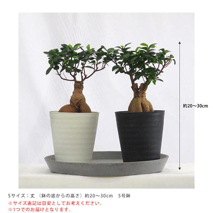 観葉植物 ガジュマル S 植物インテリア/室内/植木/プレゼント/ギフト/おすすめ/ | ガーデニング,観葉植物 | ガーデン用品屋さん