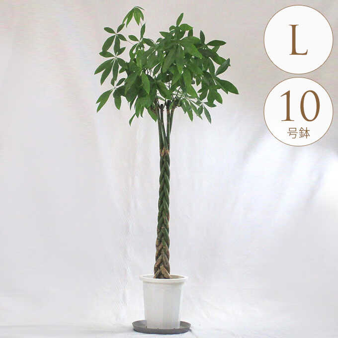 観葉植物 パキラ L 10号鉢 植物 10号 インテリア 室内 リビング 屋外 