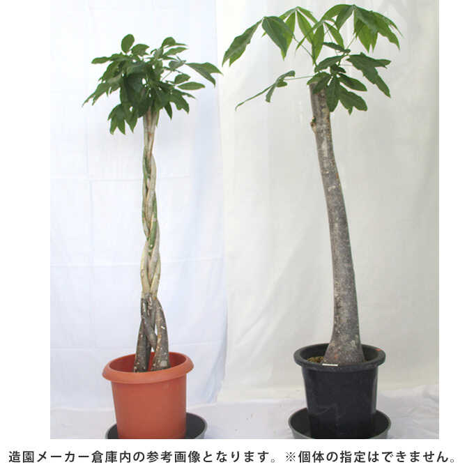 海外並行輸入正規品 観葉植物 パキラ L 植物 インテリア 室内 植木 プレゼント ギフト おすすめ Fucoa Cl