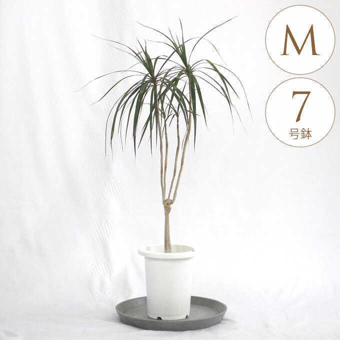 観葉植物 ドラセナ コンシンネ M 7号鉢 植物 7号 インテリア 室内 