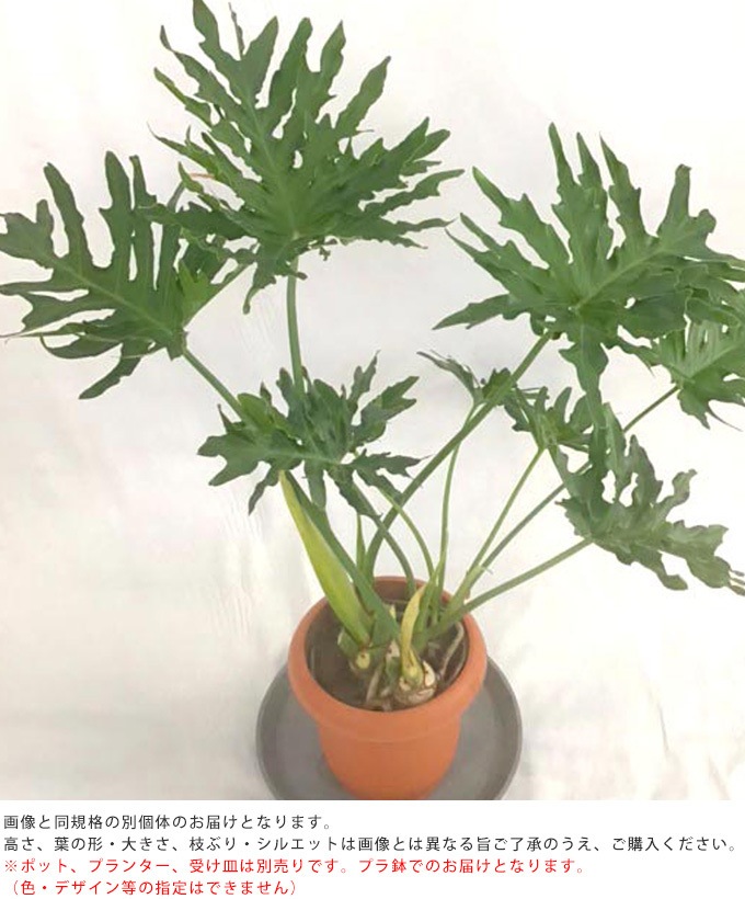 観葉植物 フィロデンドロン セローム M 7号鉢 植物 7号 インテリア 