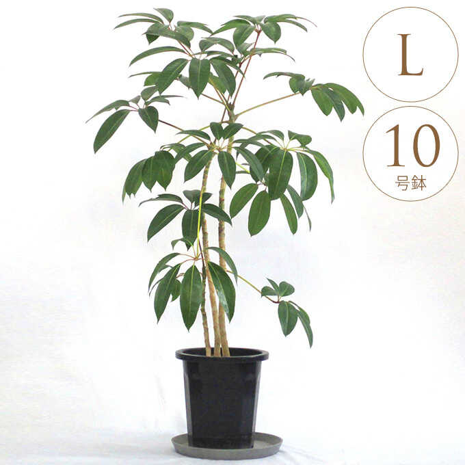 観葉植物 幸せを呼ぶ ツピダンサス L 10号鉢 植物 10号 インテリア 
