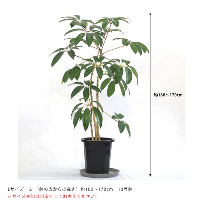 観葉植物 ツピダンサス L 植物インテリア/室内/植木/プレゼント/ギフト