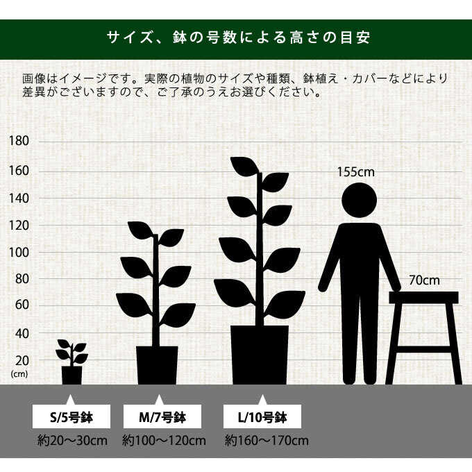 観葉植物 ユーフォルビア ホワイトゴースト S 5号鉢 植物 5号 インテリア 室内 リビング 屋外 ベランダ 植木 玄関 庭 オフィス 人気  多肉植物 | グリーン/ガーデニング,観葉植物 | Nester