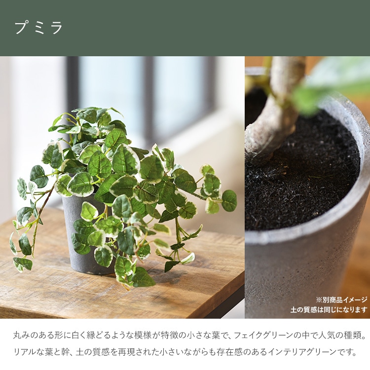 Francfranc 鉢入りフェイクグリーン 楽天市場】Francfranc ポット付