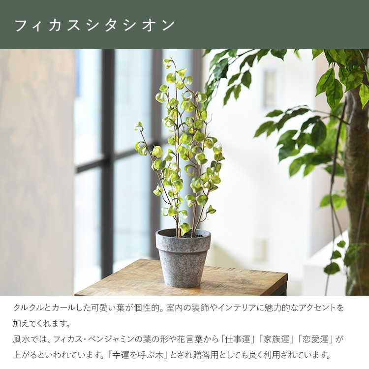 ե ݥå ߥ 4  ͹տʪ ȭ ƥꥢ꡼     ȭ ȭ ܥ˥  ¤ ե ͹ ʪ ӥ  ե Ź  