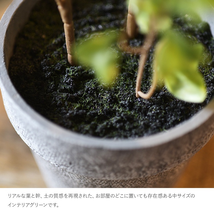 ե ݥå ߥ 4  ͹տʪ ȭ ƥꥢ꡼     ȭ ȭ ܥ˥  ¤ ե ͹ ʪ ӥ  ե Ź  