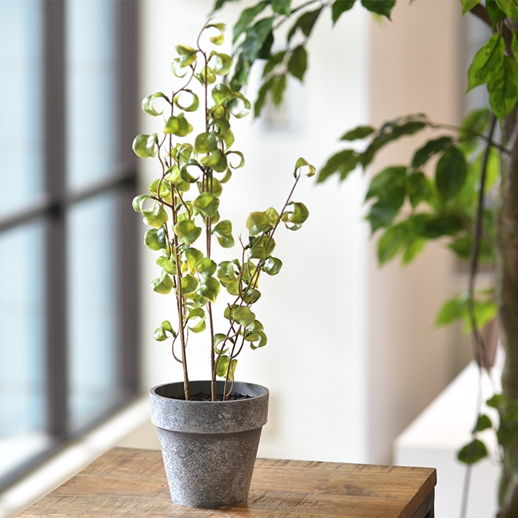 ե ݥå ߥ 4  ͹տʪ ȭ ƥꥢ꡼     ȭ ȭ ܥ˥  ¤ ե ͹ ʪ ӥ  ե Ź  