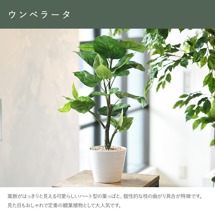 ٥顼 ݥå  ͹տʪ ȭ ƥꥢ꡼     ȭ ȭ ܥ˥  ¤ ե ͹ ʪ ӥ  ե Ź  