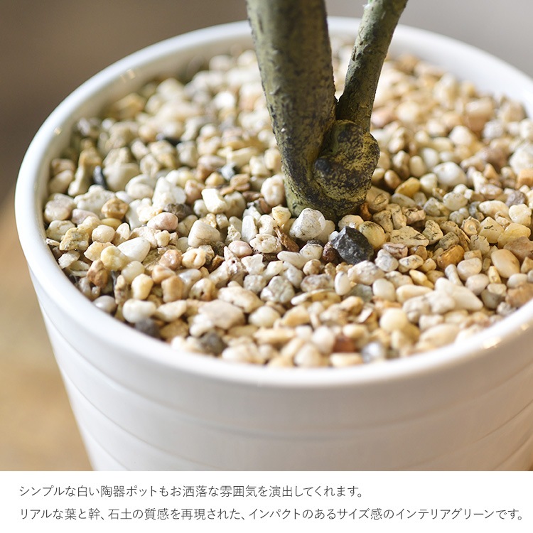 ٥顼 ݥå  ͹տʪ ȭ ƥꥢ꡼     ȭ ȭ ܥ˥  ¤ ե ͹ ʪ ӥ  ե Ź  